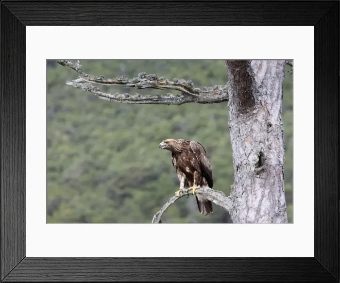 Framed Print : Golden Eagle. Scottish Moor - Aviemore - Scotland Framed Print : Golden Eagle. Scottish Moor - Aviemore - Scotland
