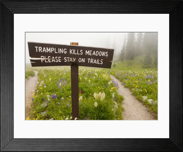 Framed Print : No trampling sign among alpine wildflowers around Tipsoo Lake, Chinook Pass, in the mist, Mount Rainier National Park, Washington, USA, North America Framed Print : No trampling sign among alpine wildflowers around Tipsoo Lake, Chinook Pass, in the mist, Mount Rainier National Park, Washington, USA, North America