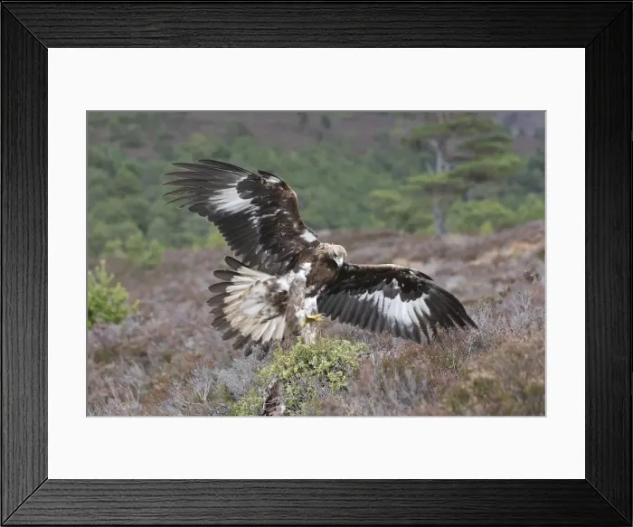 Framed Print : Golden Eagle - Moors - Aviemore - Scotland