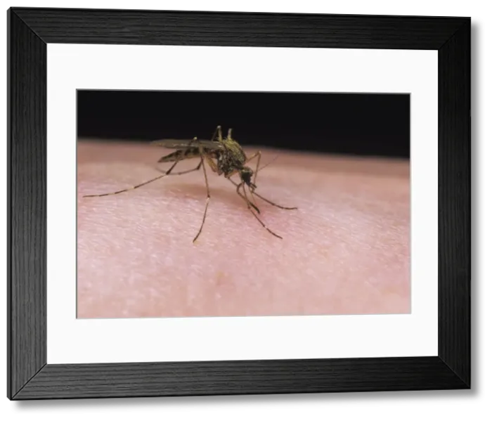 Framed Print : Mosquito - female feeding on human arm - UK Framed Print : Mosquito - female feeding on human arm - UK