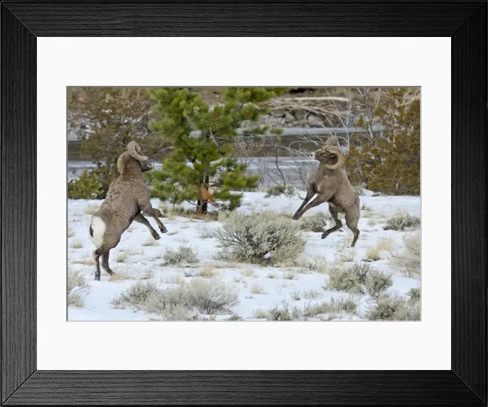 Framed Print : Rocky Mountain Bighorn Sheep - rams fighting / head butting during fall rut - in Autumn snow - Rocky Mountains - Wyoming - USA _E7C2592 Framed Print : Rocky Mountain Bighorn Sheep - rams fighting / head butting during fall rut - in Autumn snow - Rocky Mountains - Wyoming - USA _E7C2592