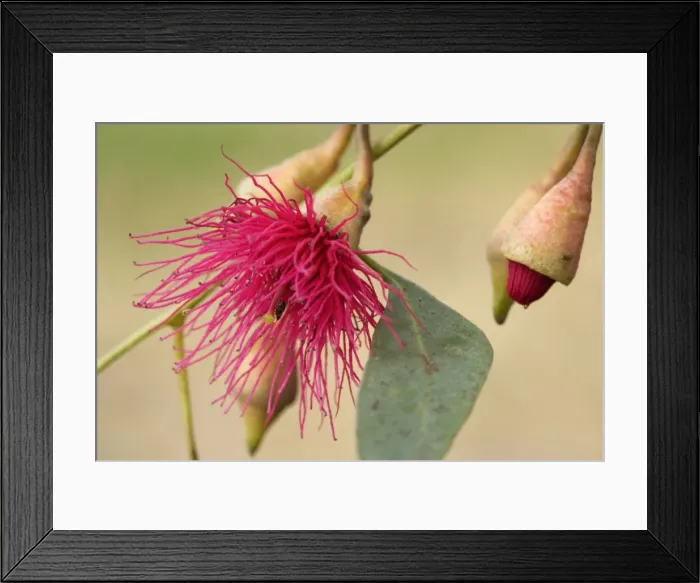 Framed Print : Flowering Eucalypt tree - a red flowering eucalypt tree in full bloom - Victoria, Australia Framed Print : Flowering Eucalypt tree - a red flowering eucalypt tree in full bloom - Victoria, Australia