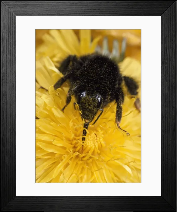 Framed Print : Bumblebee - showing long tongue - UK Framed Print : Bumblebee - showing long tongue - UK