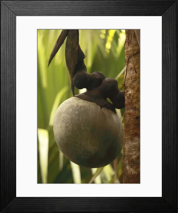Framed Print : Coconut - Coco de Mer - Valle de Mai National Park - Praslin - Seychelles Framed Print : Coconut - Coco de Mer - Valle de Mai National Park - Praslin - Seychelles