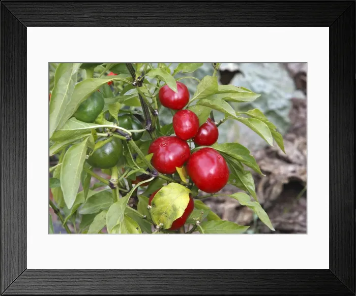 Framed Print : Tomato shaped red peppers / pimentos Framed Print : Tomato shaped red peppers / pimentos