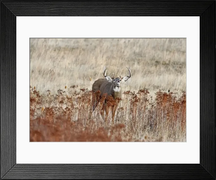Framed Print : White-tailed Deer - buck displaying flehmen behavior - Autumn - Western U. S. _E1A2264 Framed Print : White-tailed Deer - buck displaying flehmen behavior - Autumn - Western U. S. _E1A2264