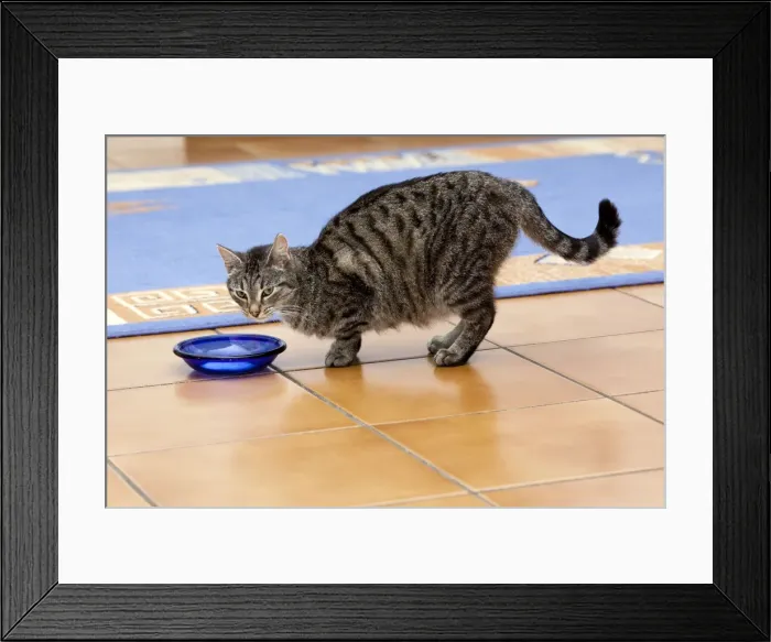 Framed Print : Cat - eating from dish in kitchen - Lower Saxony - Germany Framed Print : Cat - eating from dish in kitchen - Lower Saxony - Germany