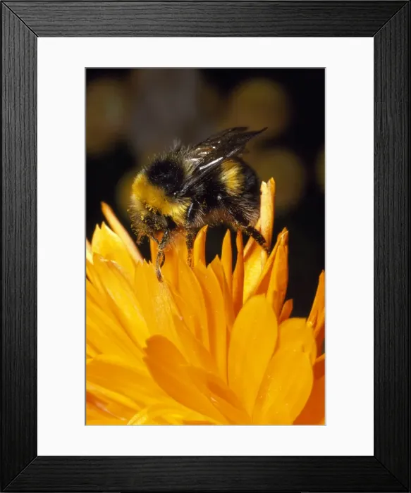 Framed Print : Common Bumblebee - UK Framed Print : Common Bumblebee - UK