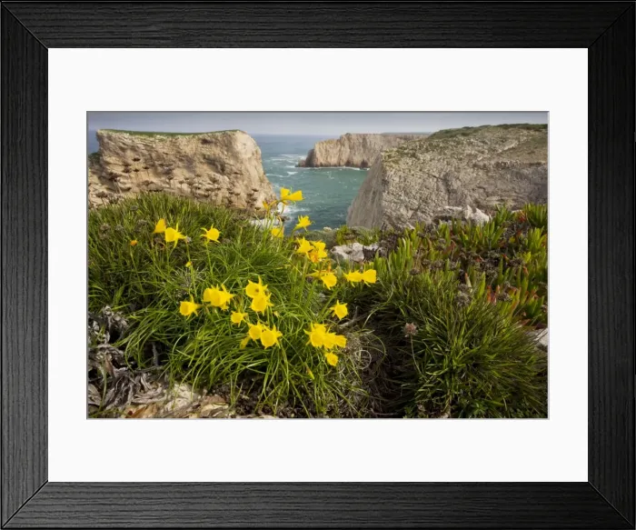 Framed Print : Wild Narcissi - (in N. bulbocodium group), at Cape St. Vincent, Algarve, Portugal Framed Print : Wild Narcissi - (in N. bulbocodium group), at Cape St. Vincent, Algarve, Portugal