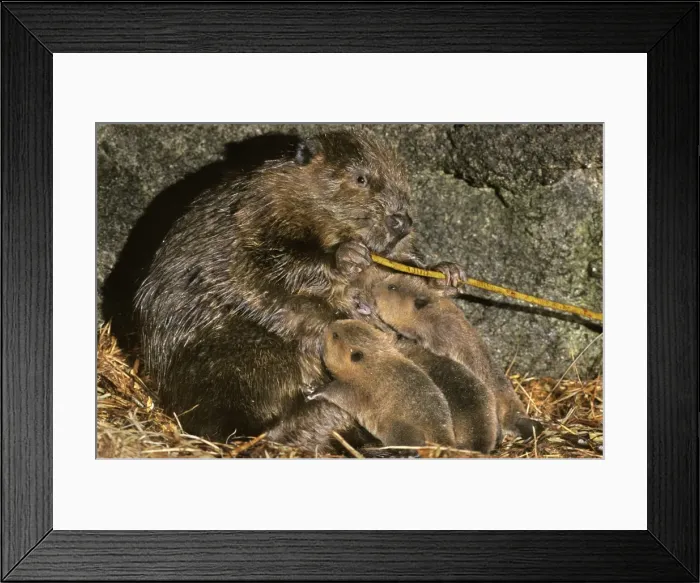 Framed Print : American Beavers TOM 607 Inside den - Mother feeds on the bark of a branch while the babies nurse Castor canadensis © Tom & Pat Leeson  /  ardea. com