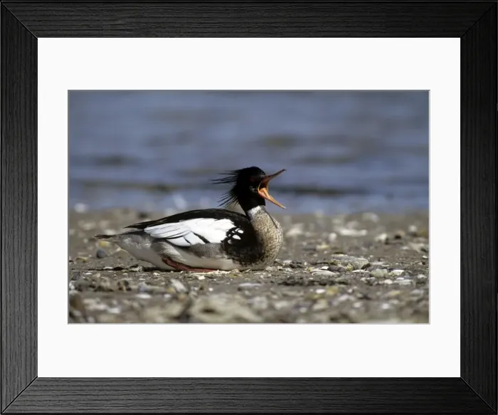 Framed Print : Red-breastedMerganser Duck - male calling at approaching rival Framed Print : Red-breastedMerganser Duck - male calling at approaching rival