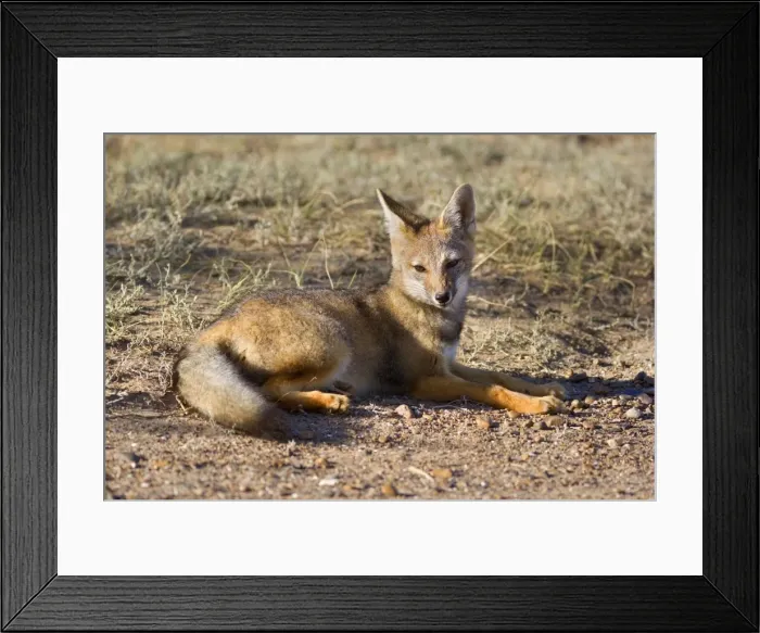 Framed Print : Patagonian Fox / Argentine Gray Fox / Argentine Grey Fox / South American Gray Fox / South American Grey Fox / Chilla - young fox lying in the pampa resting - Reserva Faunistica Peninsula Valdes - UNESCO World Heritage Site - Atlantic Coast Framed Print : Patagonian Fox / Argentine Gray Fox / Argentine Grey Fox / South American Gray Fox / South American Grey Fox / Chilla - young fox lying in the pampa resting - Reserva Faunistica Peninsula Valdes - UNESCO World Heritage Site - Atlantic Coast