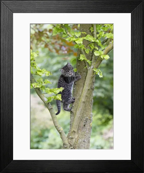 Framed Print : Cat - kitten climbing in tree - Lower Saxony - Germany Framed Print : Cat - kitten climbing in tree - Lower Saxony - Germany