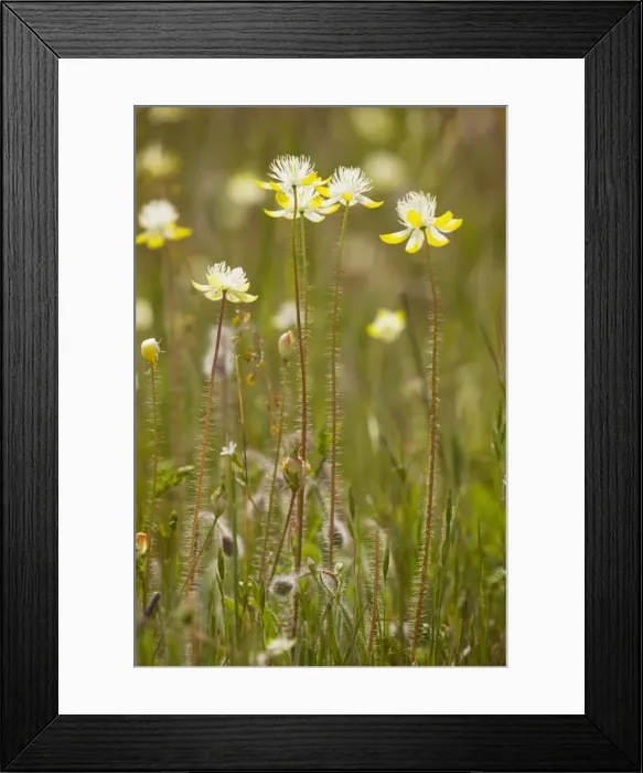 Framed Print : Cream Cups - member of the poppy family. California Framed Print : Cream Cups - member of the poppy family. California