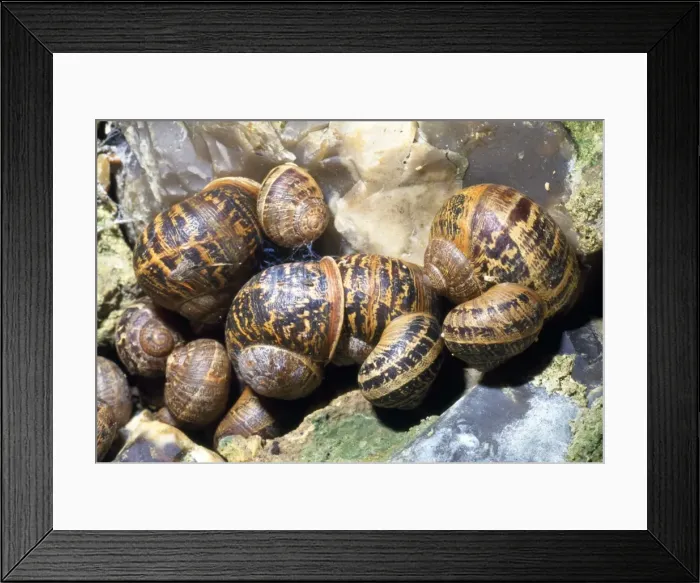 Framed Print : Garden Snails - hibernating group - UK Framed Print : Garden Snails - hibernating group - UK