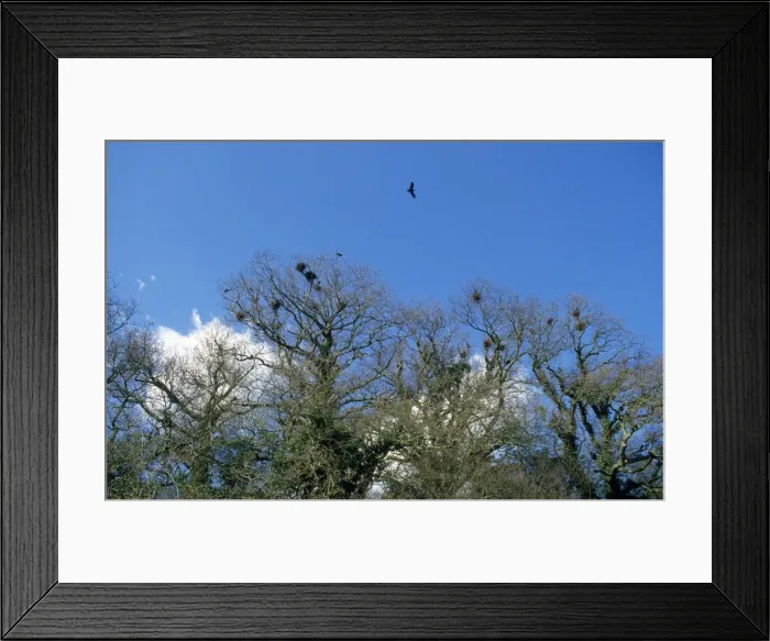 Framed Print : Rookery - early spring Framed Print : Rookery - early spring
