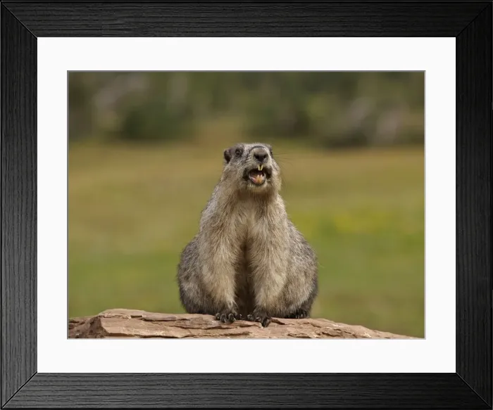 Framed Print : Hoary Marmot - Glacier National Park - USA Framed Print : Hoary Marmot - Glacier National Park - USA