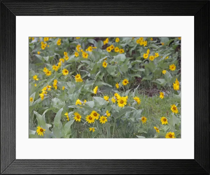 Framed Print : Arrowleaf Balsamroot. Montana - USA Framed Print : Arrowleaf Balsamroot. Montana - USA