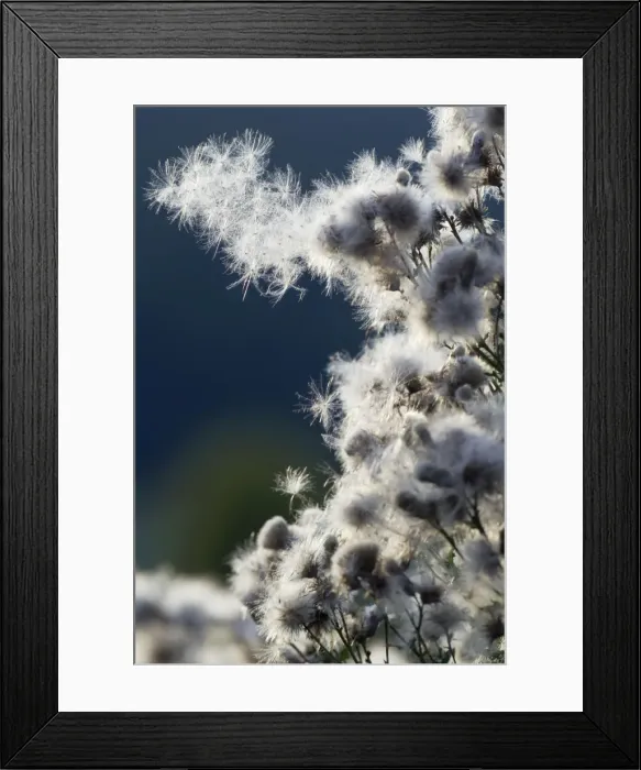 Framed Print : Creeping Thistle - ripened sead heads - ready to disperse - Lower Saxony - Germany Framed Print : Creeping Thistle - ripened sead heads - ready to disperse - Lower Saxony - Germany