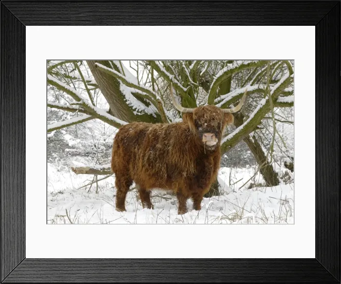 Framed Print : Scottish highland cow in the snowy foreland of river IJssel The Netherlands, Overijssel, Wijhe / Olst, Fortmond Framed Print : Scottish highland cow in the snowy foreland of river IJssel The Netherlands, Overijssel, Wijhe / Olst, Fortmond