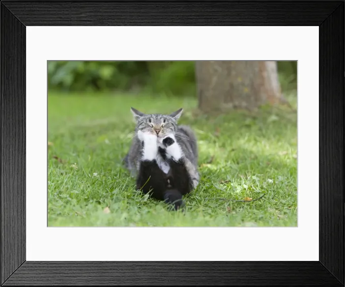 Framed Print : Cat - kitten playing with mother in garden - Lower Saxony - Germany Framed Print : Cat - kitten playing with mother in garden - Lower Saxony - Germany