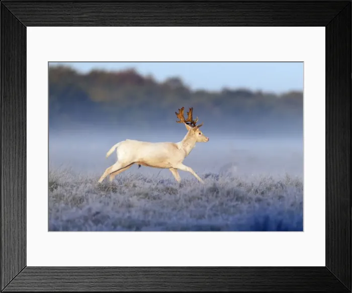 Framed Print : Fallow Deer - buck with white coat running across frost covered meadow during the rut - Seeland - Denmark Framed Print : Fallow Deer - buck with white coat running across frost covered meadow during the rut - Seeland - Denmark