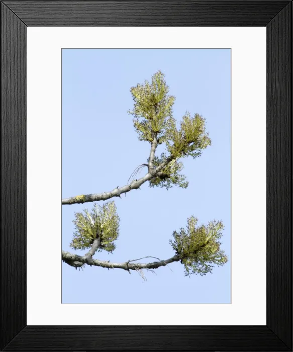 Framed Print : Ash Tree - flowers - Lower Saxony - Germany Framed Print : Ash Tree - flowers - Lower Saxony - Germany