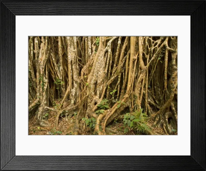 Framed Print : Fig roots - countless roots anchor and support this most impressive Strangler Fig on the Atherton Tablelands. The tree is 50 m high and its girth, including all its widespread roots, is over 43 m - Cathedral Fig Tree, Atherton Tablelands Framed Print : Fig roots - countless roots anchor and support this most impressive Strangler Fig on the Atherton Tablelands. The tree is 50 m high and its girth, including all its widespread roots, is over 43 m - Cathedral Fig Tree, Atherton Tablelands