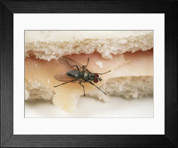 Framed Print : House Fly SPH 1601 On sandwich, UK Eustalomyia festiva © Steve Hopkin / ardea. com Framed Print : House Fly SPH 1601 On sandwich, UK Eustalomyia festiva © Steve Hopkin / ardea. com