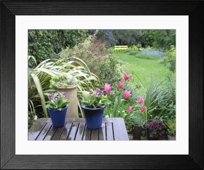 Framed Print : Spring garden in rain - auriculas in pots and Jaqueline pink tulips Framed Print : Spring garden in rain - auriculas in pots and Jaqueline pink tulips