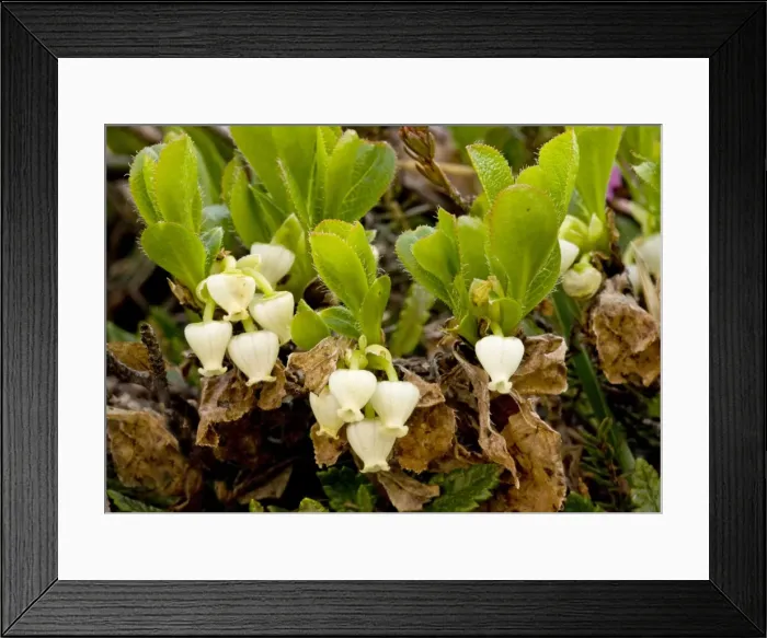 Framed Print : Arctic Bearberry - in flower. Rare in northern Britain Framed Print : Arctic Bearberry - in flower. Rare in northern Britain