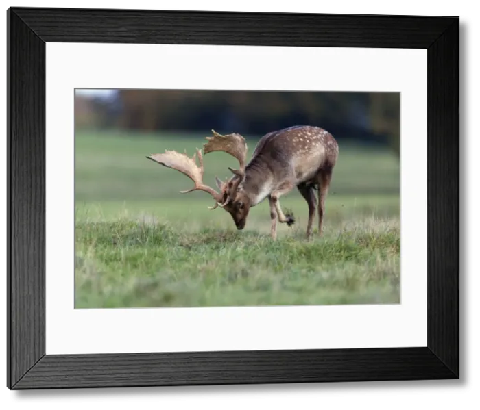 Framed Print : Fallow Deer - buck pawing the ground with hoof - during the rut - Seeland - Denmark Framed Print : Fallow Deer - buck pawing the ground with hoof - during the rut - Seeland - Denmark