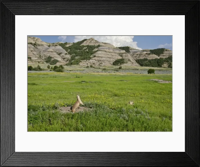 Framed Print : Black-tailed Prairie Dog - town  /  colony - one prairie dog doing jump-yip signal behaviour - Theodore Roosevelt National Park - North Dakota - North America (whilst not definitive)