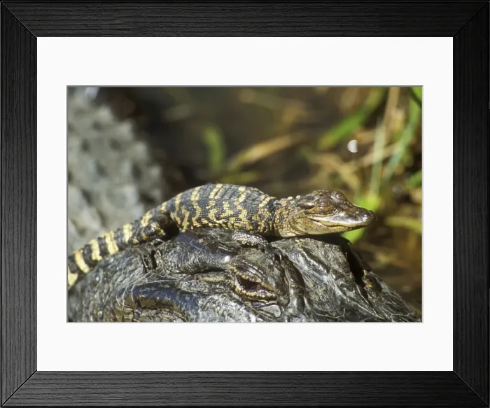 Framed Print : American Alligator TOM 435 Mother with young, Texas, USA. Alligator missispienis © Tom & Pat Leeson / ardea. com Framed Print : American Alligator TOM 435 Mother with young, Texas, USA. Alligator missispienis © Tom & Pat Leeson / ardea. com