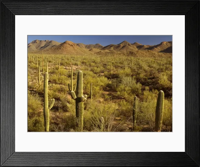 Framed Print : Saguaro Cacti Forest - Saguaro National Park - Arizona - USA Framed Print : Saguaro Cacti Forest - Saguaro National Park - Arizona - USA