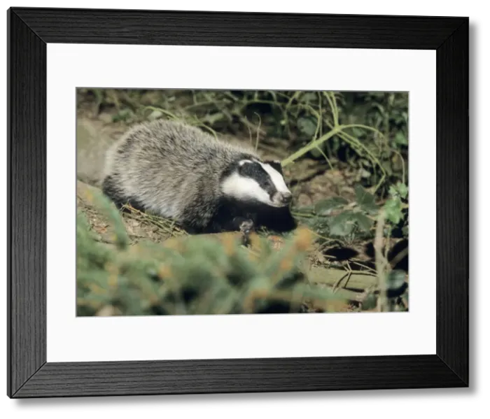 Framed Print : Badger - cub at entrance of sett - Lower Saxony - Germany Framed Print : Badger - cub at entrance of sett - Lower Saxony - Germany