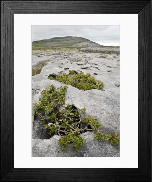 Framed Print : Ancient dwarf gnarled holly trees growing on limestone pavement at Mullagh Mor, the Burren, Eire Framed Print : Ancient dwarf gnarled holly trees growing on limestone pavement at Mullagh Mor, the Burren, Eire