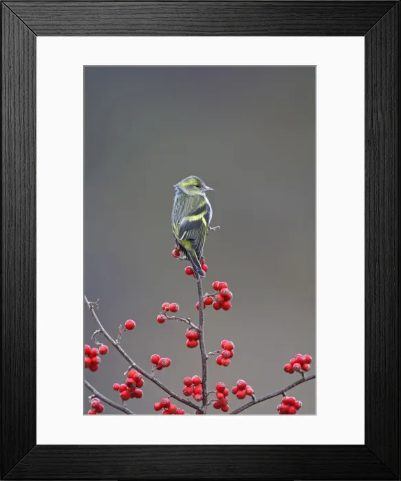 Framed Print : Siskin. Scotland Framed Print : Siskin. Scotland