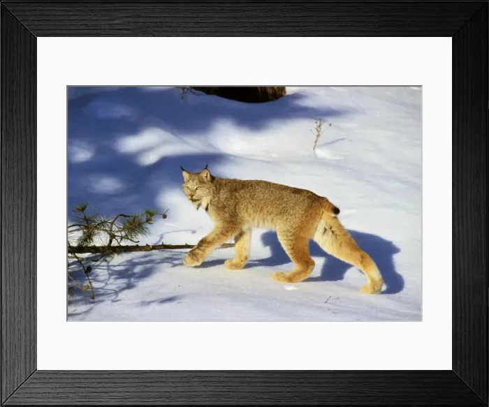 Framed Print : Canadian Lynx TOM 606 Walking on snow in forest - Northern Rockies Large feet act like snowshoes and help this predator walk on top of the snow Felis lynx © Tom & Pat Leeson / ardea. com Framed Print : Canadian Lynx TOM 606 Walking on snow in forest - Northern Rockies Large feet act like snowshoes and help this predator walk on top of the snow Felis lynx © Tom & Pat Leeson / ardea. com