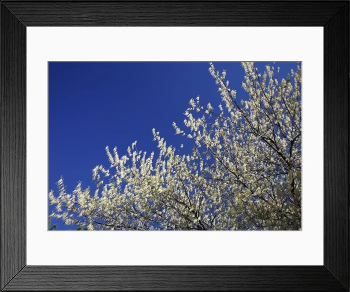 Framed Print : Ash-Leafed Maple / Box-Elder - in flower, region of Alentejo, Portugal Framed Print : Ash-Leafed Maple / Box-Elder - in flower, region of Alentejo, Portugal