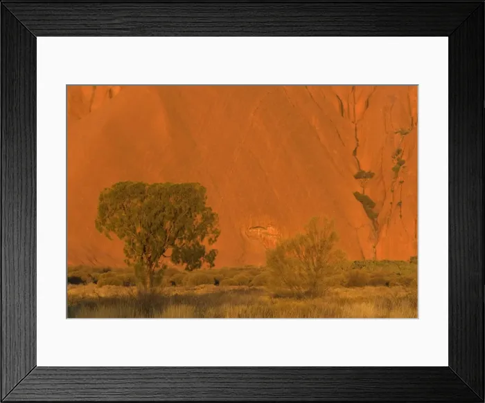 Framed Print : Desert Oak - bushland and single desert oak tree in front of a red ablaze cliff, just before sunset - Northern Territory, Australia Framed Print : Desert Oak - bushland and single desert oak tree in front of a red ablaze cliff, just before sunset - Northern Territory, Australia