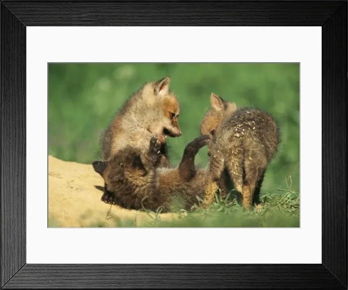 Framed Print : European Fox USH 224 Cubs playing at den entrance. Vulpes vulpes © Duncan Usher  /  ardea. com