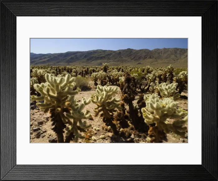 Framed Print : Teddy Bear Cholla - Mojave desert - Joshua Tree National Park - Mojave Desert - California - USA Framed Print : Teddy Bear Cholla - Mojave desert - Joshua Tree National Park - Mojave Desert - California - USA