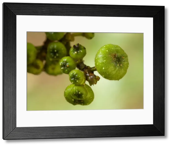 Framed Print : Cluster Fig - almost ripe and also immature fig fruits. This is prime food for the threatened Southern Cassowary - Tam O'Shanter National Forest, Wet Tropics World Heritage Area, Queensland, Australia Framed Print : Cluster Fig - almost ripe and also immature fig fruits. This is prime food for the threatened Southern Cassowary - Tam O'Shanter National Forest, Wet Tropics World Heritage Area, Queensland, Australia