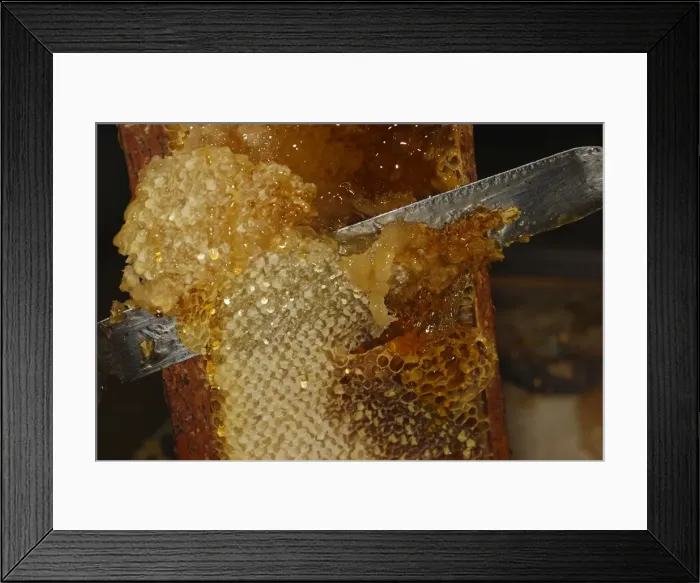 Framed Print : Honey - cutting comb with knife to release the honey Framed Print : Honey - cutting comb with knife to release the honey