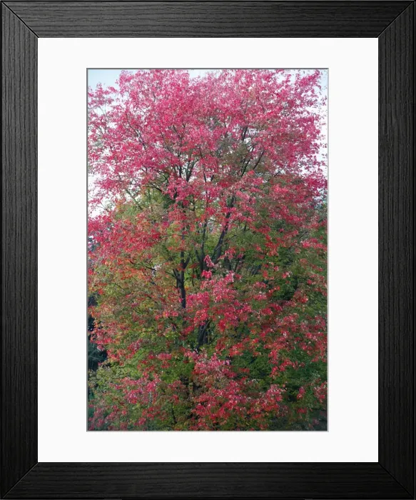 Framed Print : Red Maple - autumn - Hessen - Germany Framed Print : Red Maple - autumn - Hessen - Germany