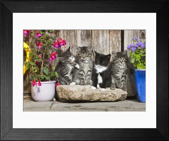 Framed Print : Cat - four kittens sitting in front of garden shed - Lower Saxony - Germany Framed Print : Cat - four kittens sitting in front of garden shed - Lower Saxony - Germany