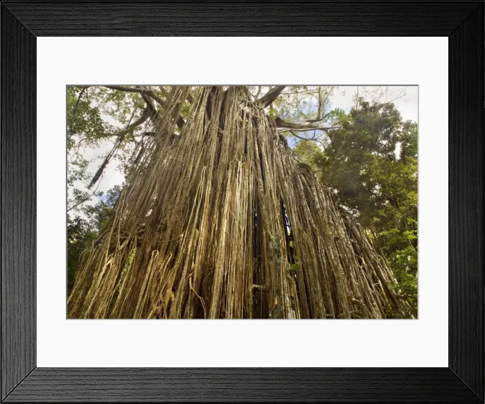 Framed Print : Curtain Fig Tree - after the host tree fell over, a dense curtain of air roots formed at this famous Strangler Fig on the Atherton Tablelands. The roots are now anchored in the earth and work as buttresses - Curtain Fig Tree, Atherton Tablelands Framed Print : Curtain Fig Tree - after the host tree fell over, a dense curtain of air roots formed at this famous Strangler Fig on the Atherton Tablelands. The roots are now anchored in the earth and work as buttresses - Curtain Fig Tree, Atherton Tablelands