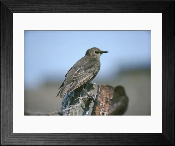 Framed Print : Starling - juvenile Framed Print : Starling - juvenile