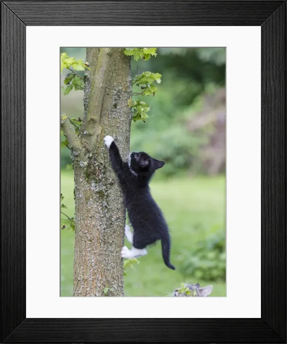Framed Print : Cat - kitten climbing tree trunk - Lower Saxony - Germany Framed Print : Cat - kitten climbing tree trunk - Lower Saxony - Germany